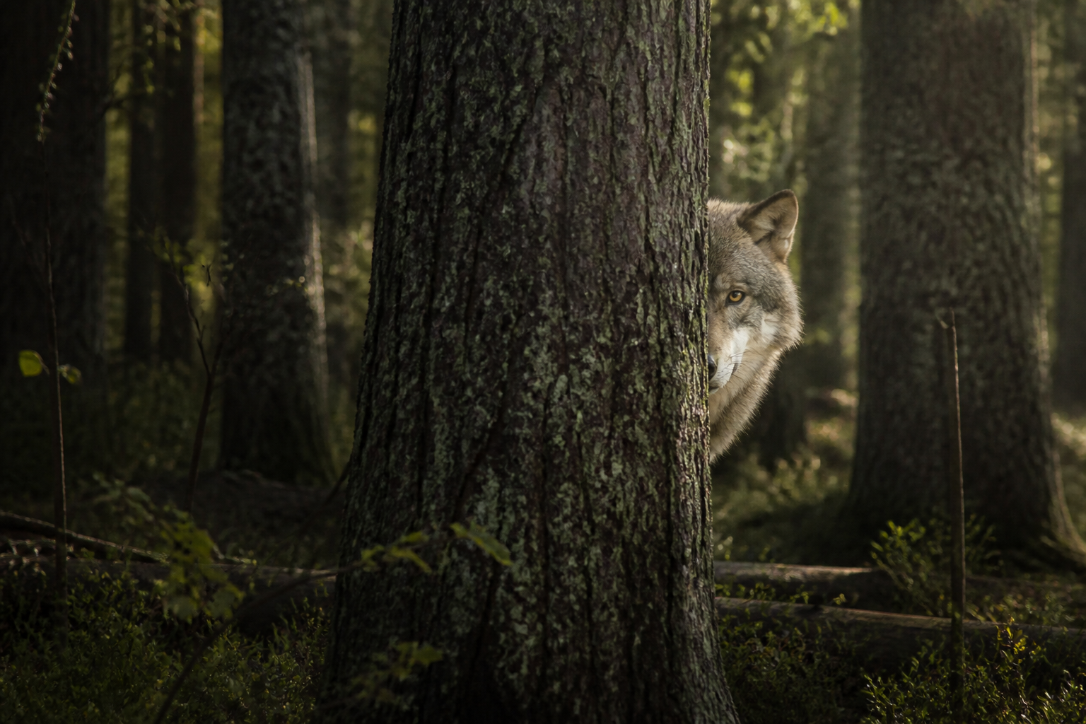 When A Hunter Becomes The Prey