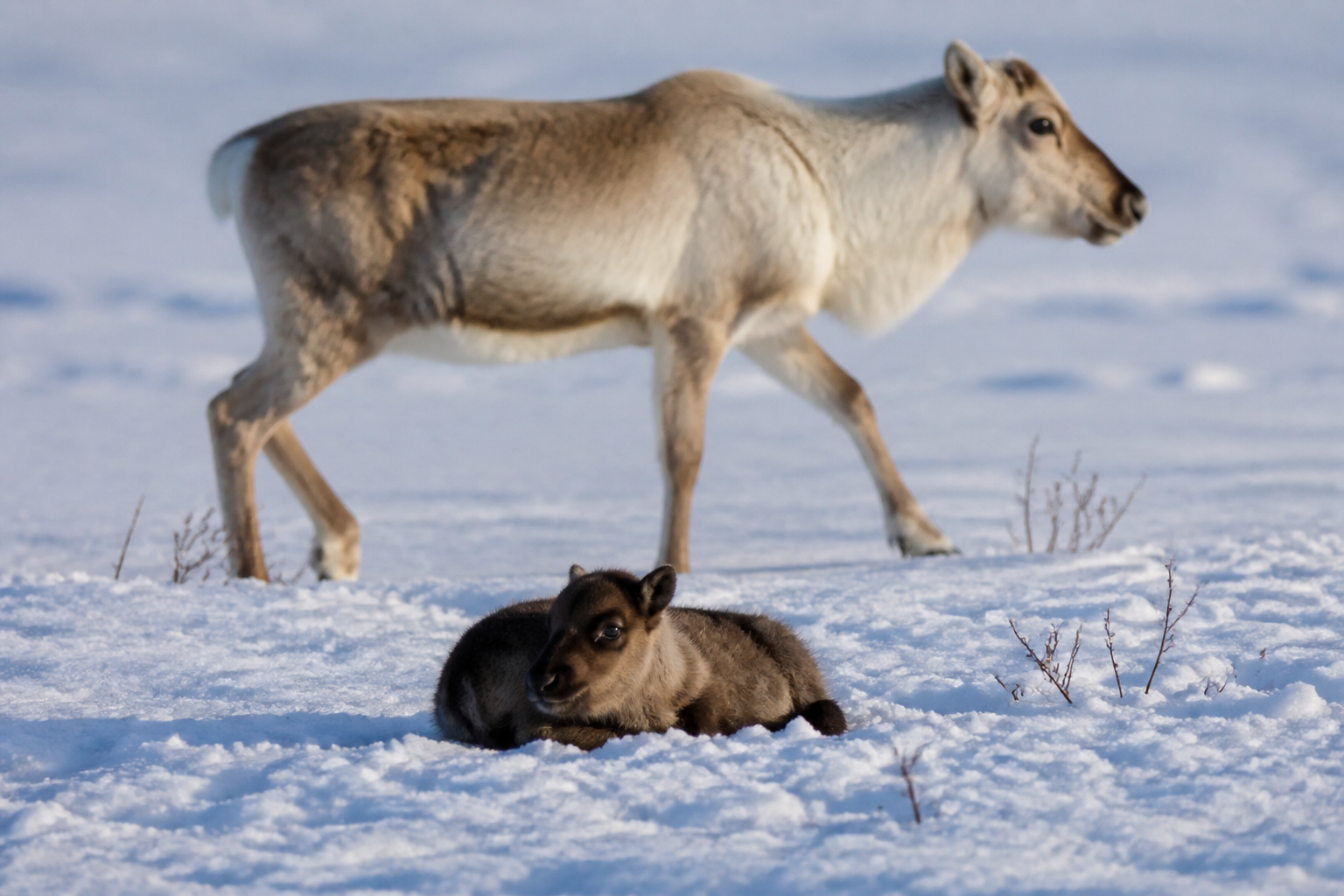 Reindeer moms leave babies to freeze