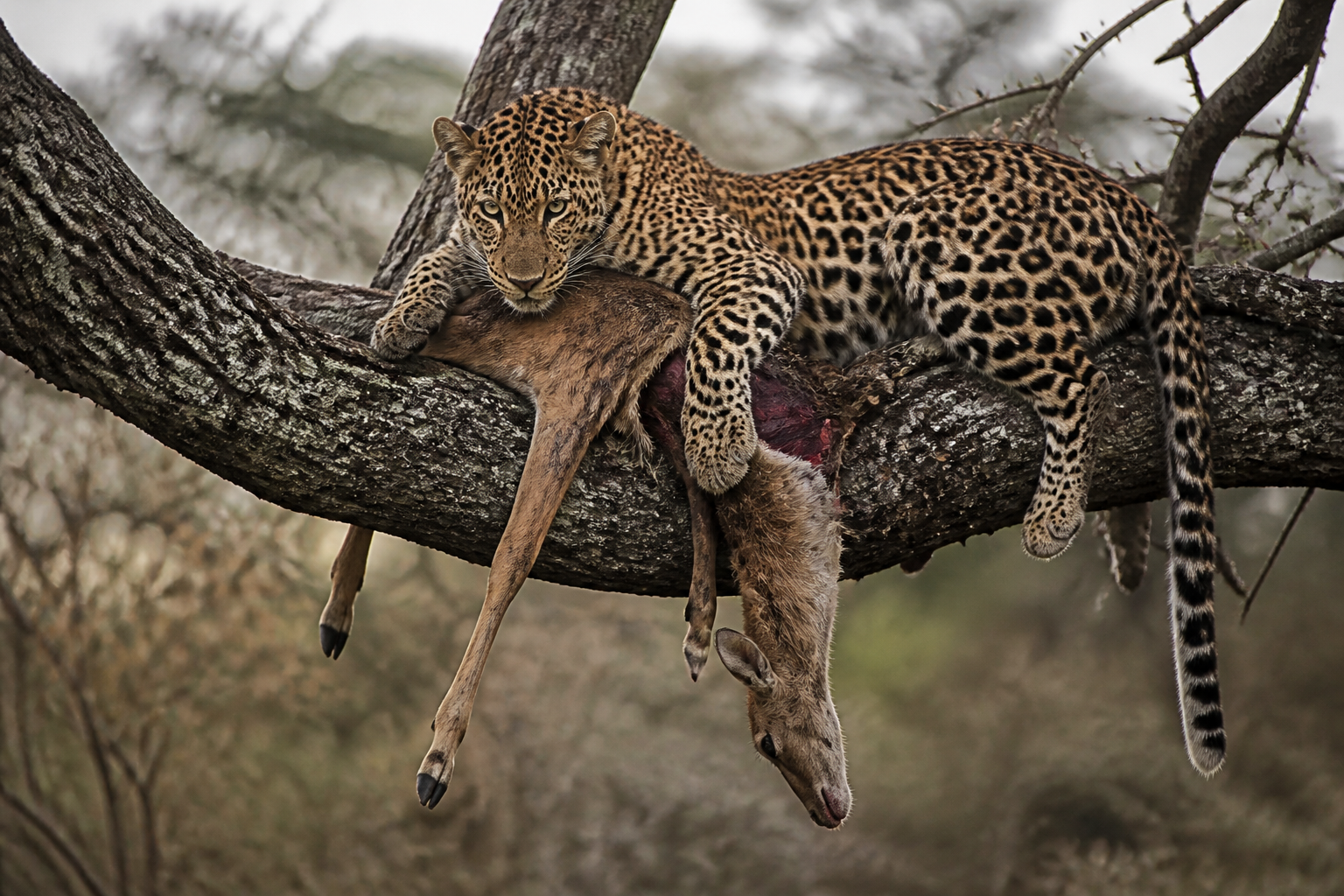 Leopards Drag Prey Into Trees For A Chilling Reason