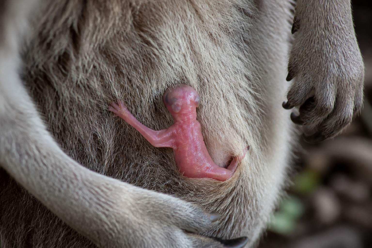 Baby Kangaroo Blindly Climbs to Survival