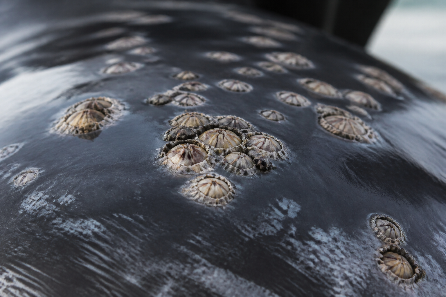 Whale barnacles grow into skin and bone