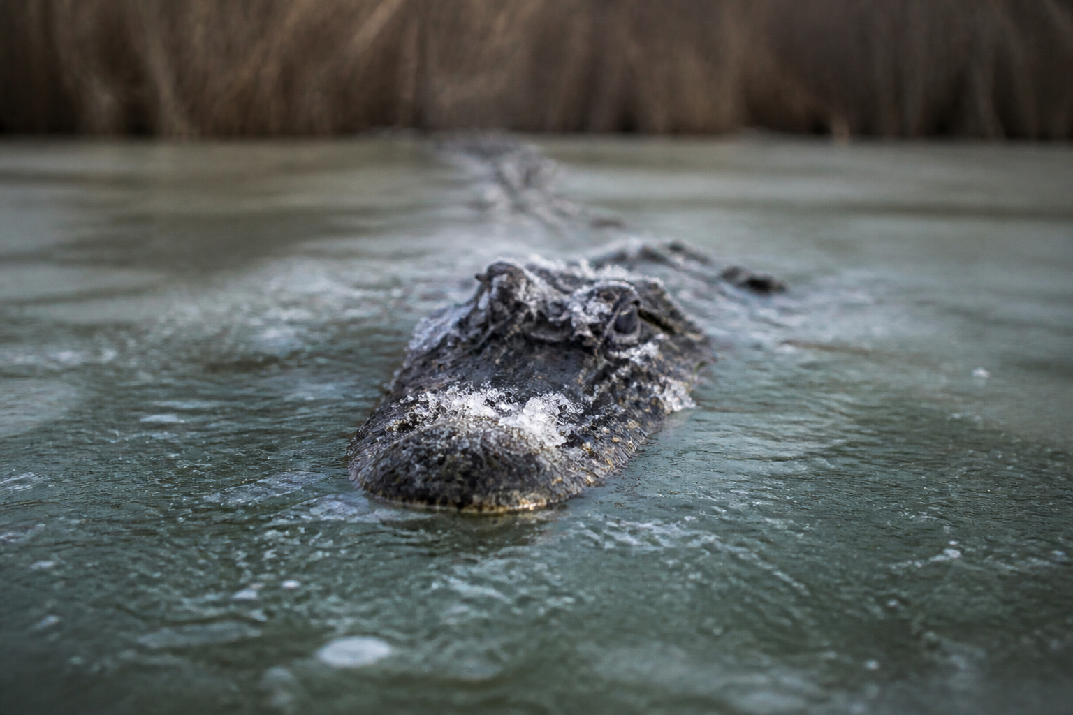 Alligators survive frozen solid in ice