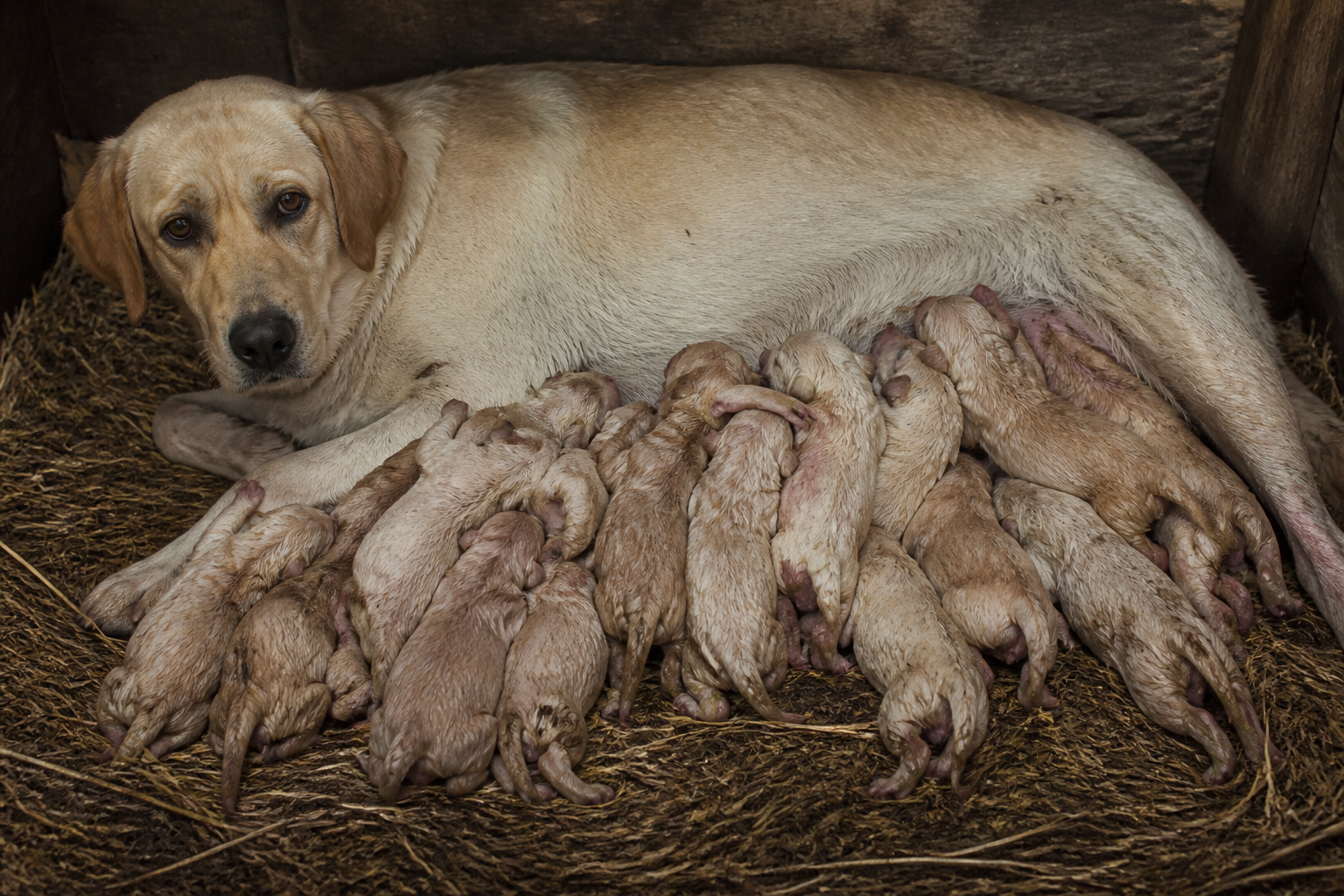 A mother dog giving birth to a massive litter of 18 puppies faces extraordinary biologi…