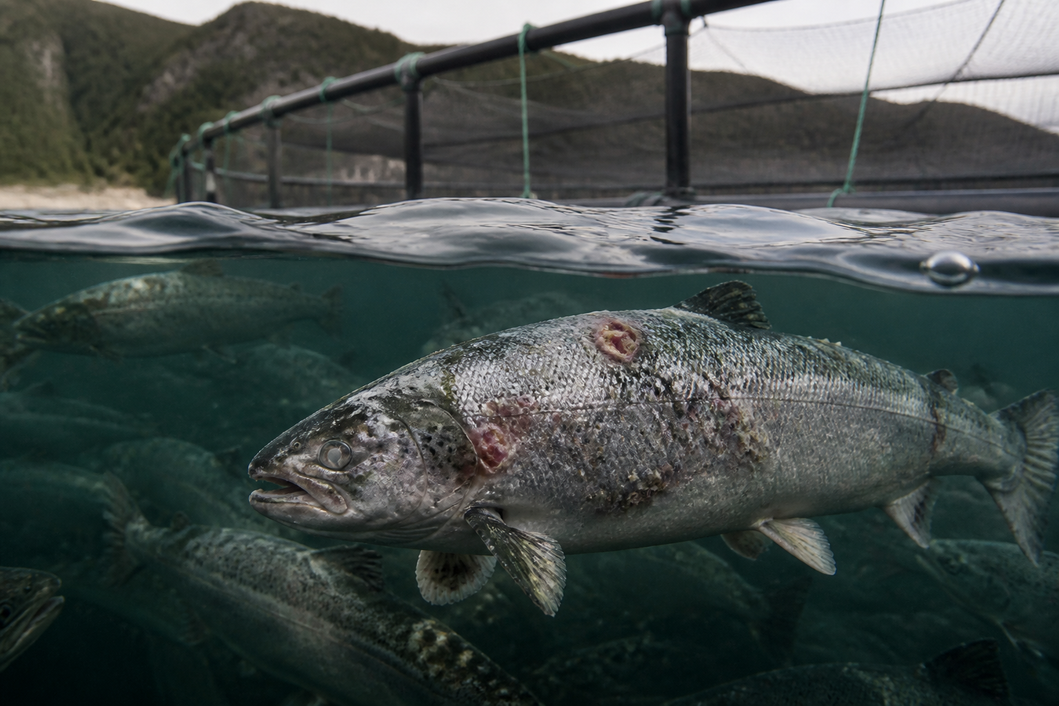 Farmed salmon secretly eat wild fish