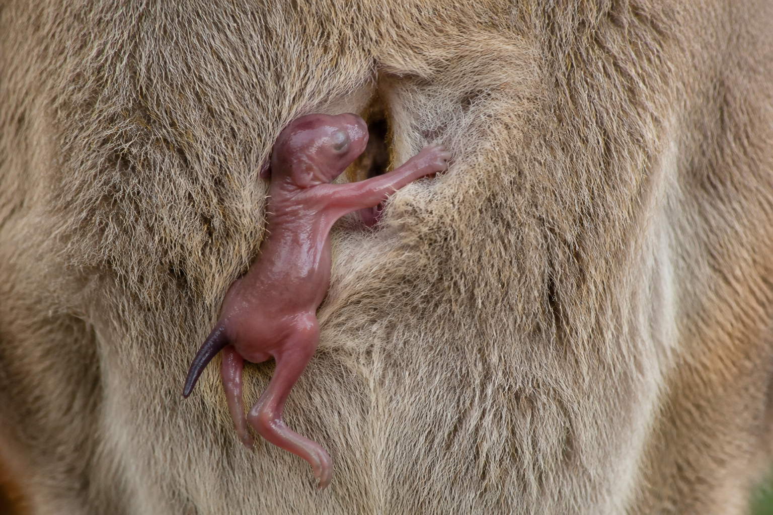 A Newborn Joey's Epic Climb to the Pouch