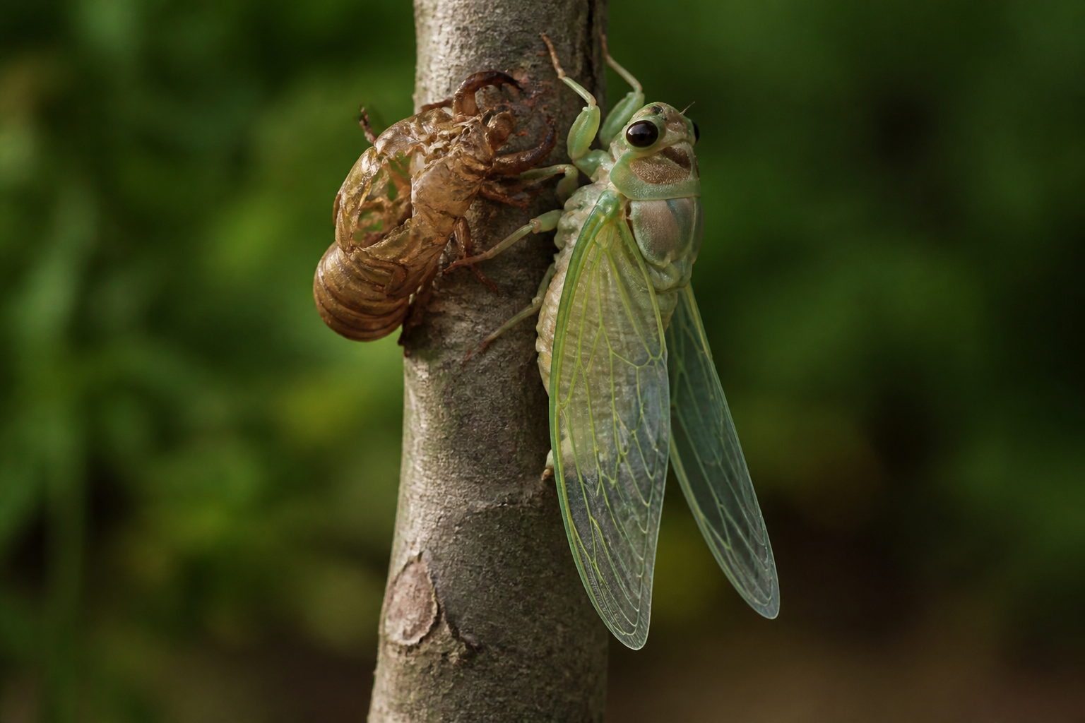 Cicadas wear their old skin when they emerge