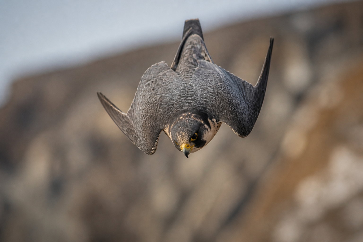 Peregrine Falcon: The Deadly Living Missile