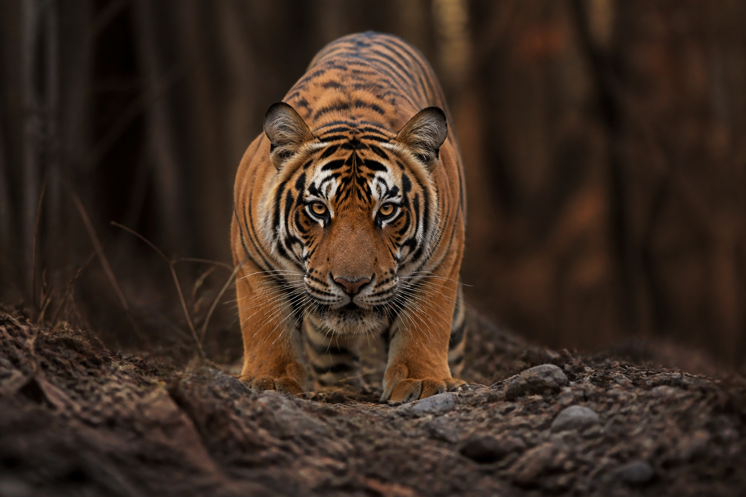 Tigers plan their kills like a chess match
