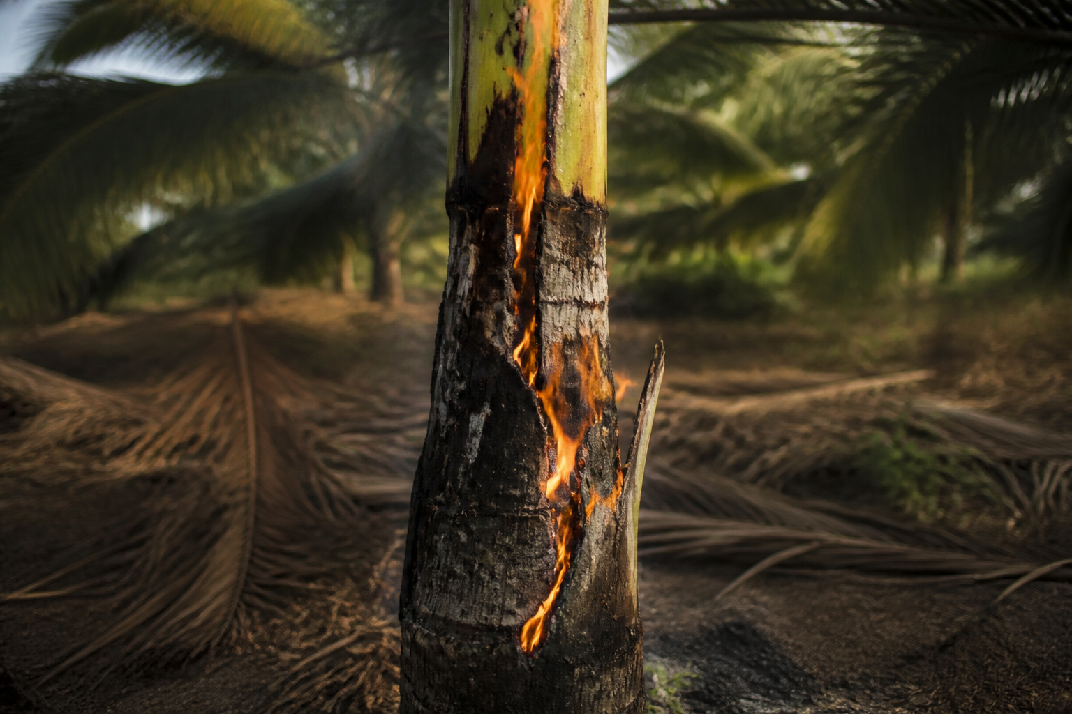 Coconuts catch fire to fight bugs