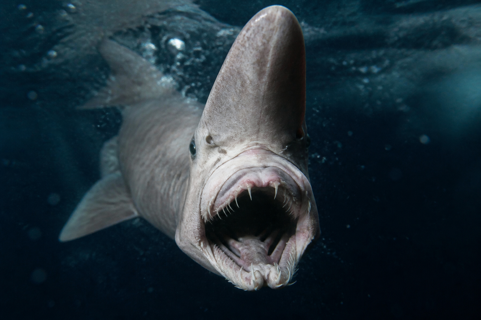 The Goblin Shark Shoots Its Jaw Forward