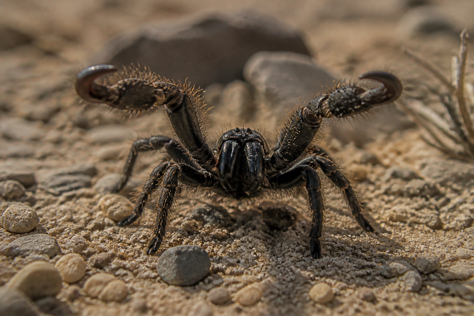 Bullet ant sting feels like gunfire