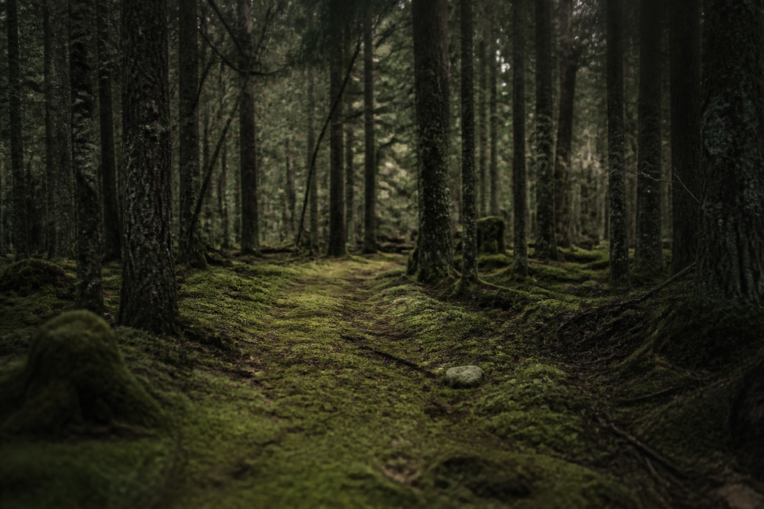 When forests lose their voices