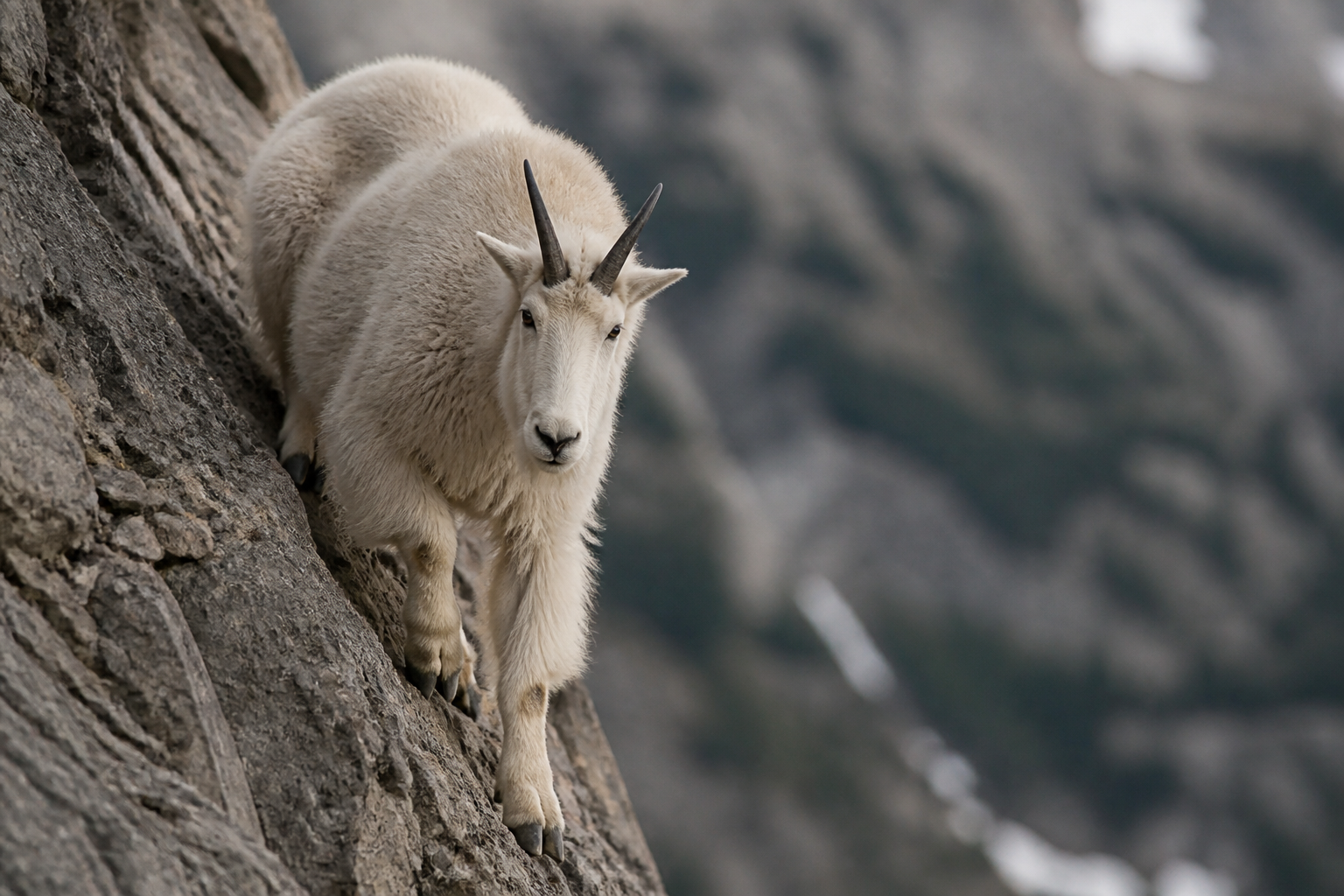 Mountain goats laugh at gravity on sheer cliffs