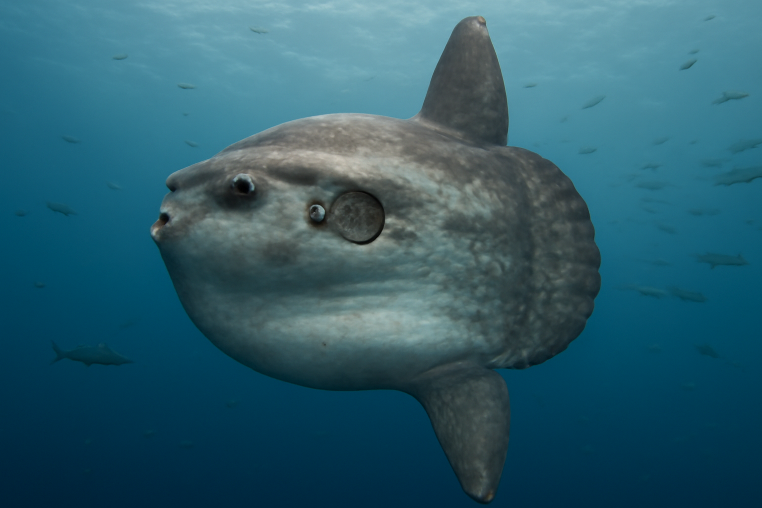 The ocean sunfish gets eaten alive