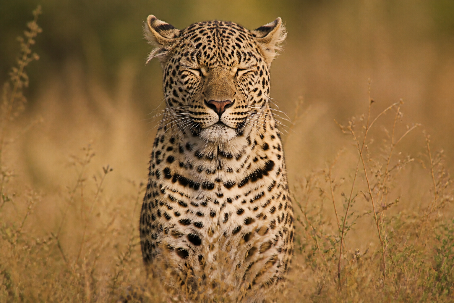 Why blind animals still know to stop