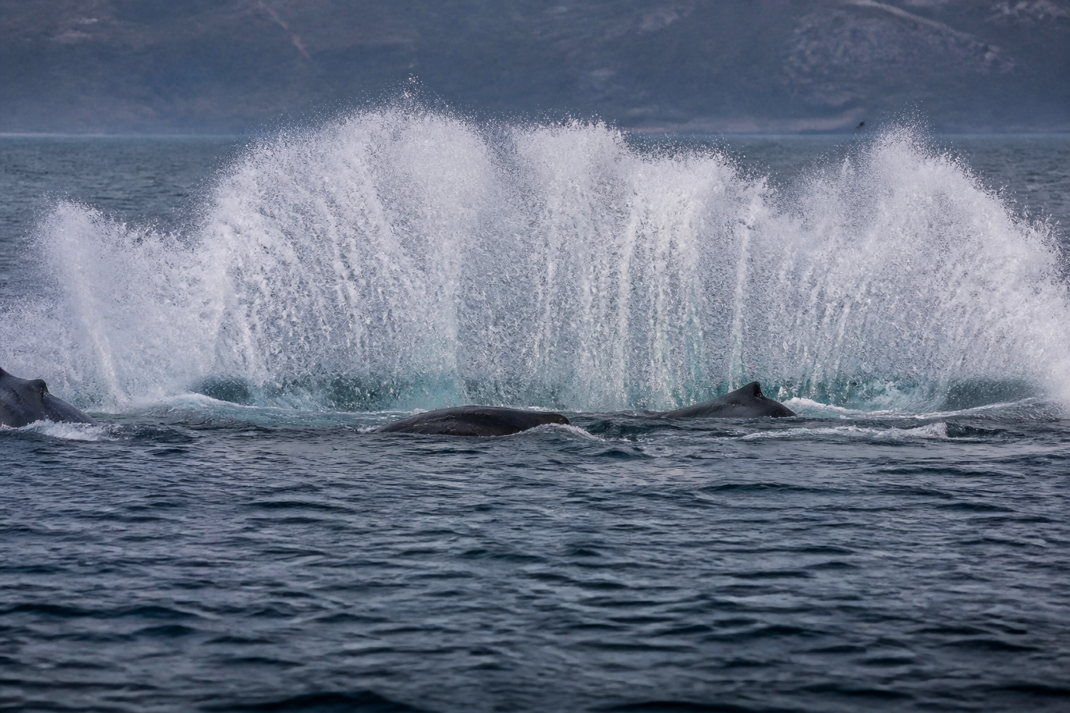 Humpback whales blast bubbles for team hunts