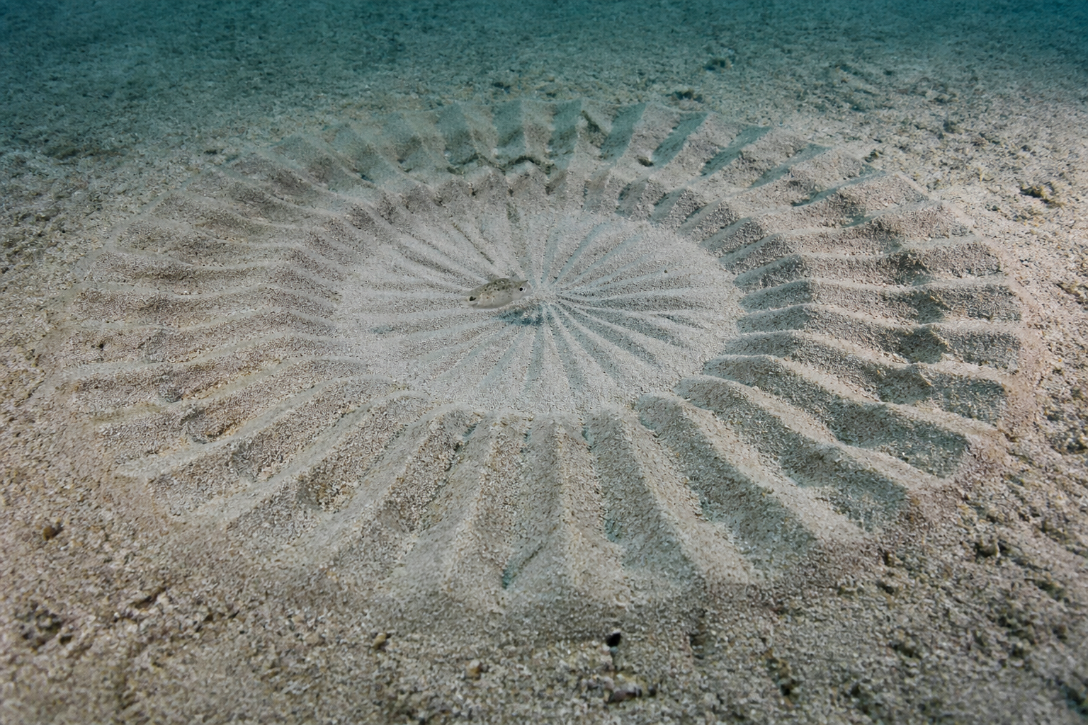 The Fish That Creates Giant Underwater Sand Art