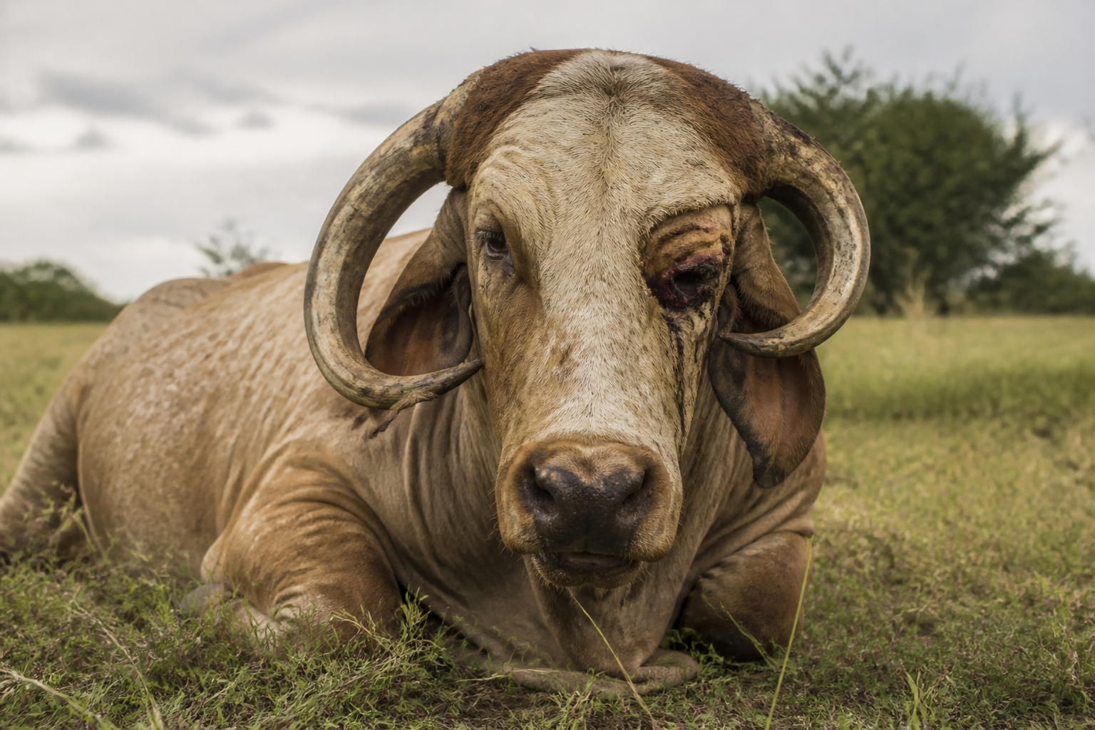 When a horn grows into a cow's skull