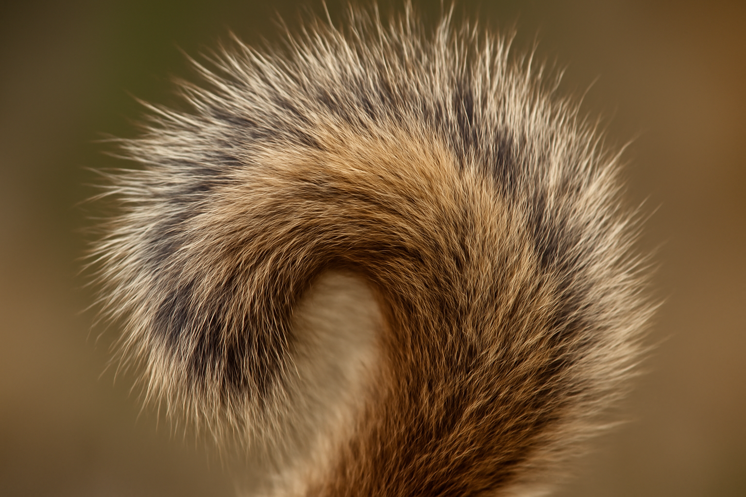 Animals That Shouldn't Exist
