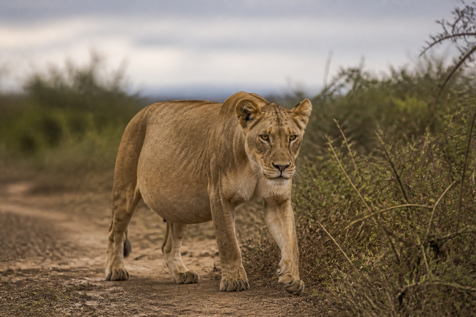 Lionesses Give Birth in Dangerous Isolation