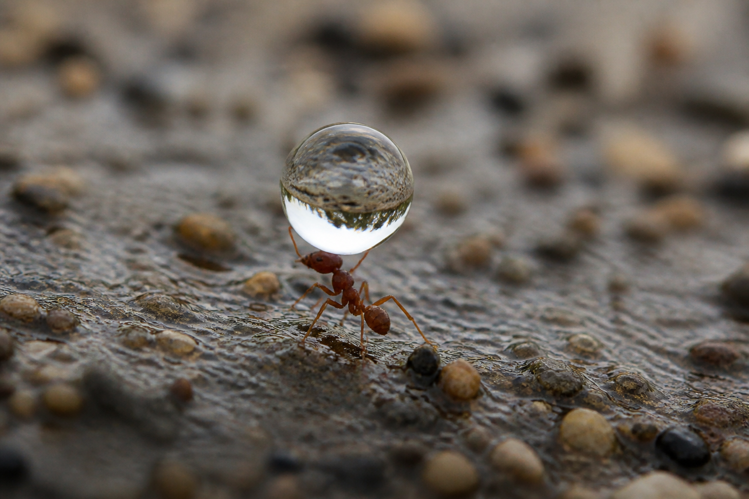 Woodlice carry tiny oceans on their backs