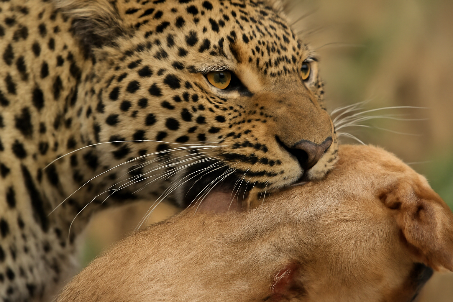Leopards hunt dogs in our backyards