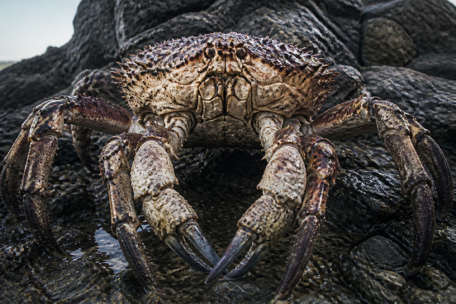 Giant crabs defy the ocean's biggest rule