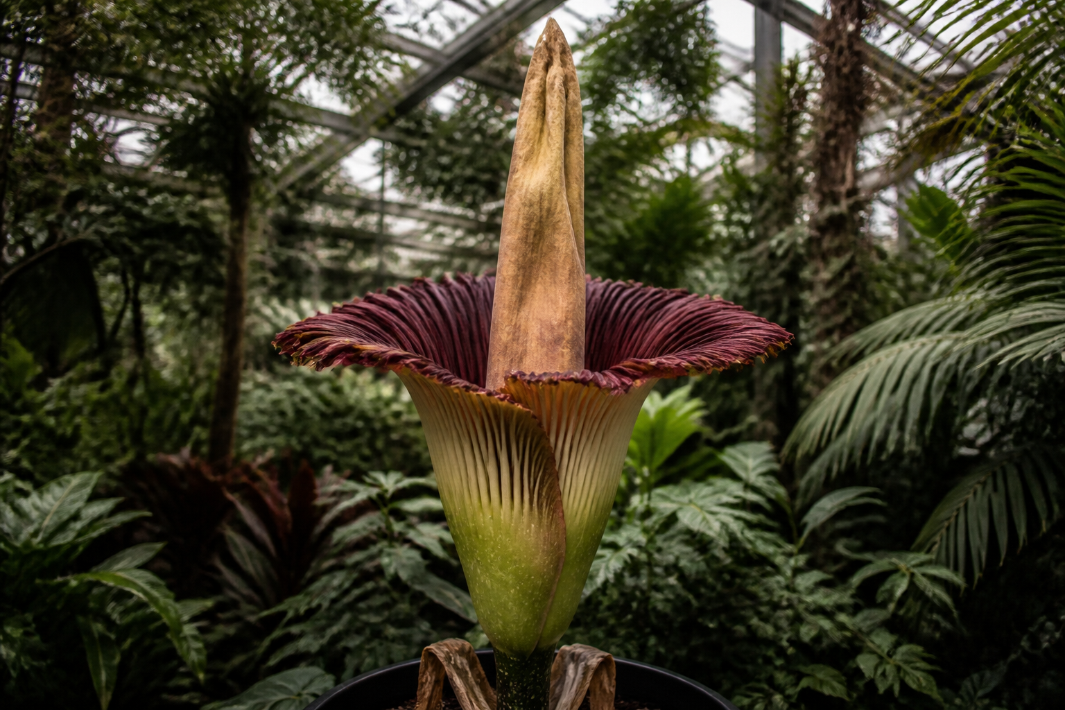 This stinky flower fakes its own death for bugs
