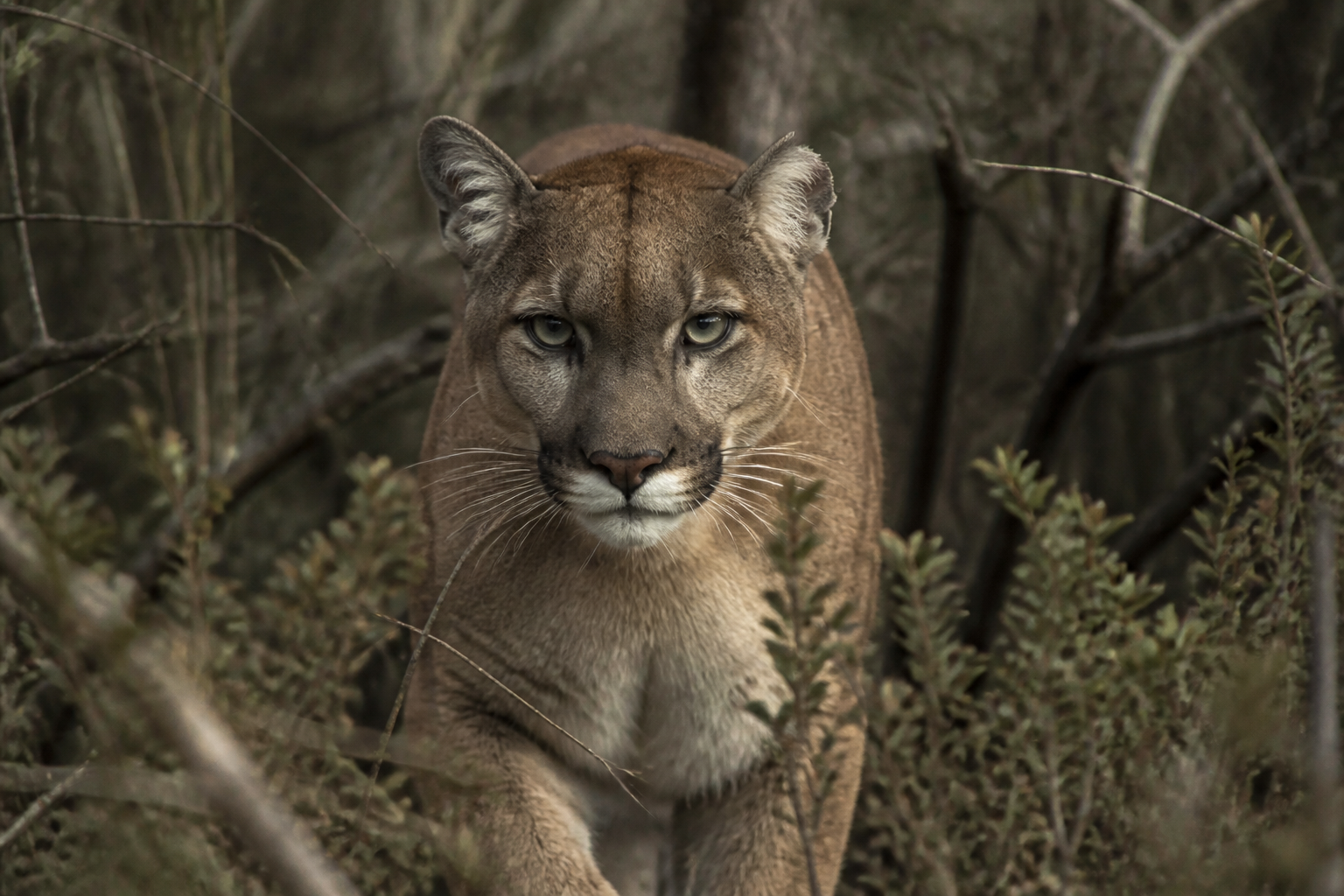 Hunter Tracks Prey, Finds Something Else Entirely