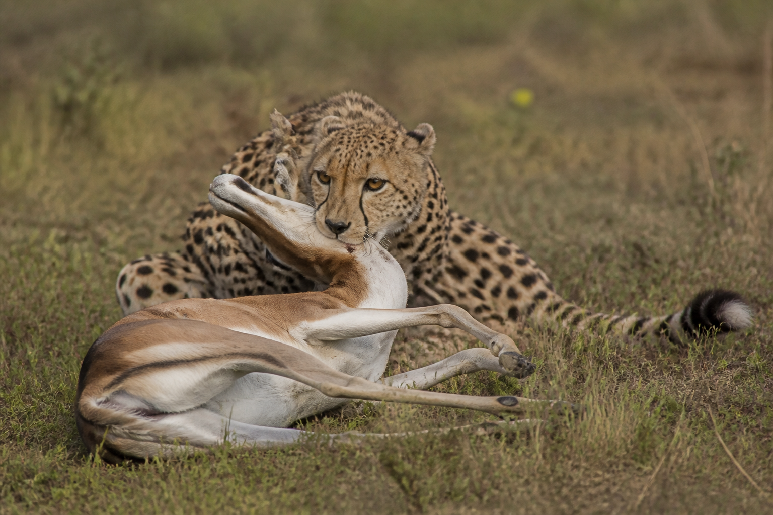 Antelopes fake their own death