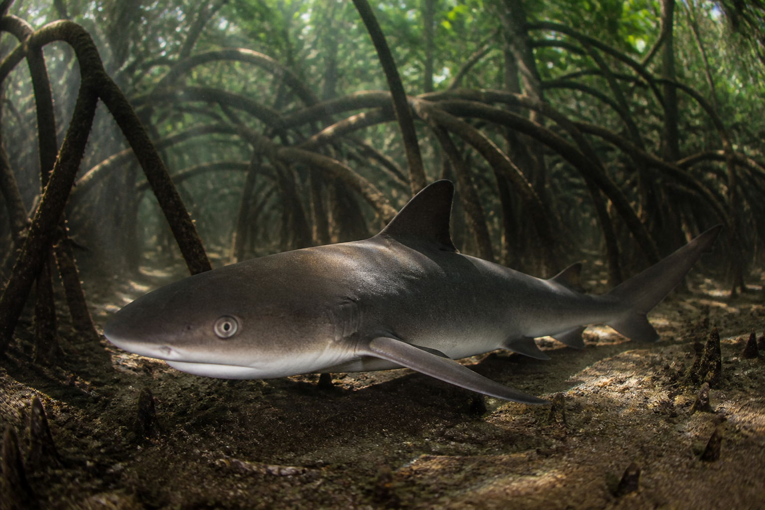Lemon Sharks Are Born Knowing Their Relatives