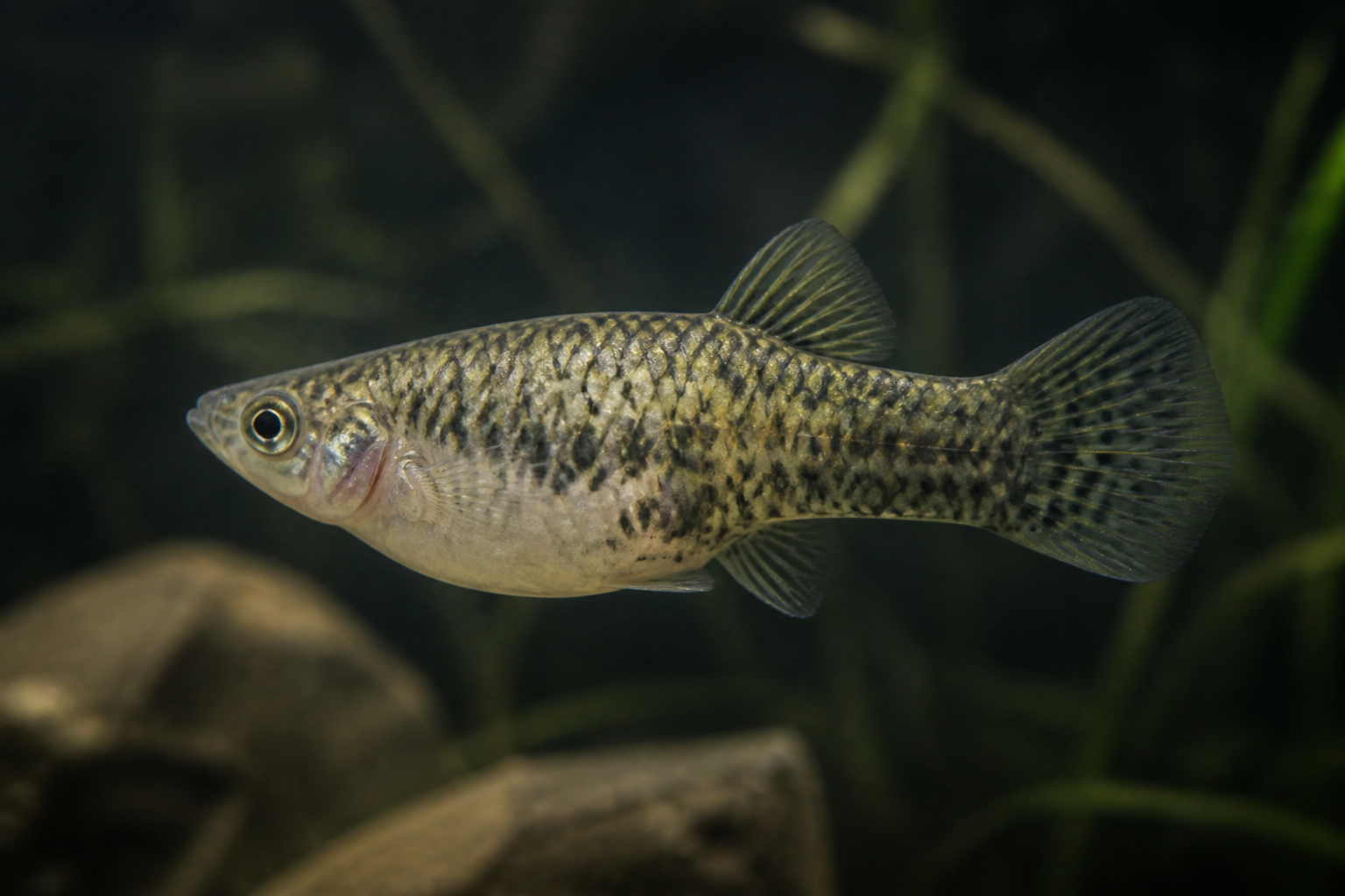 Fish babies need dads, but not for fertilization